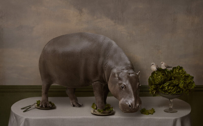 Hippo’s dinner